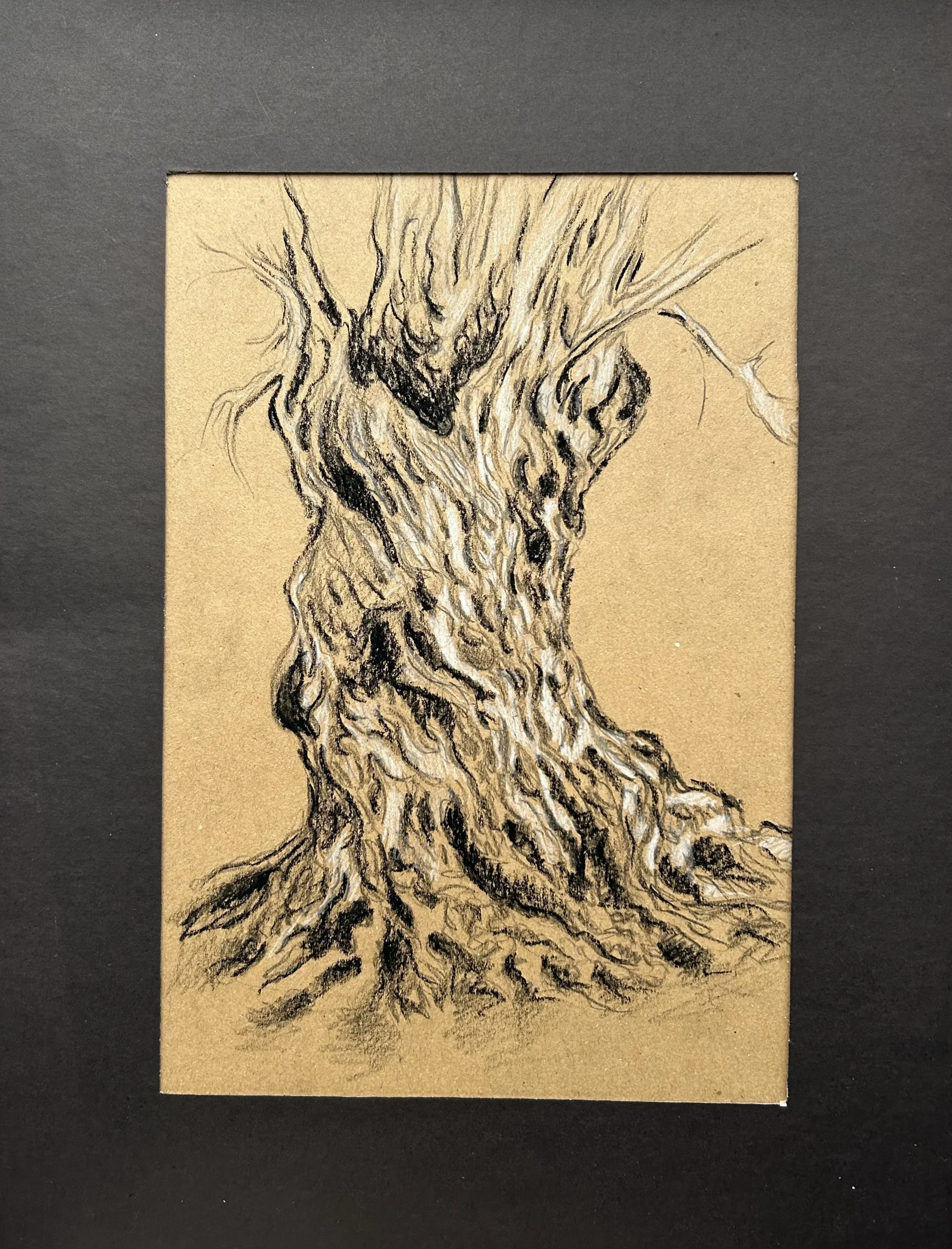 Ece Yücel zeytin ağacı karakalem füzen