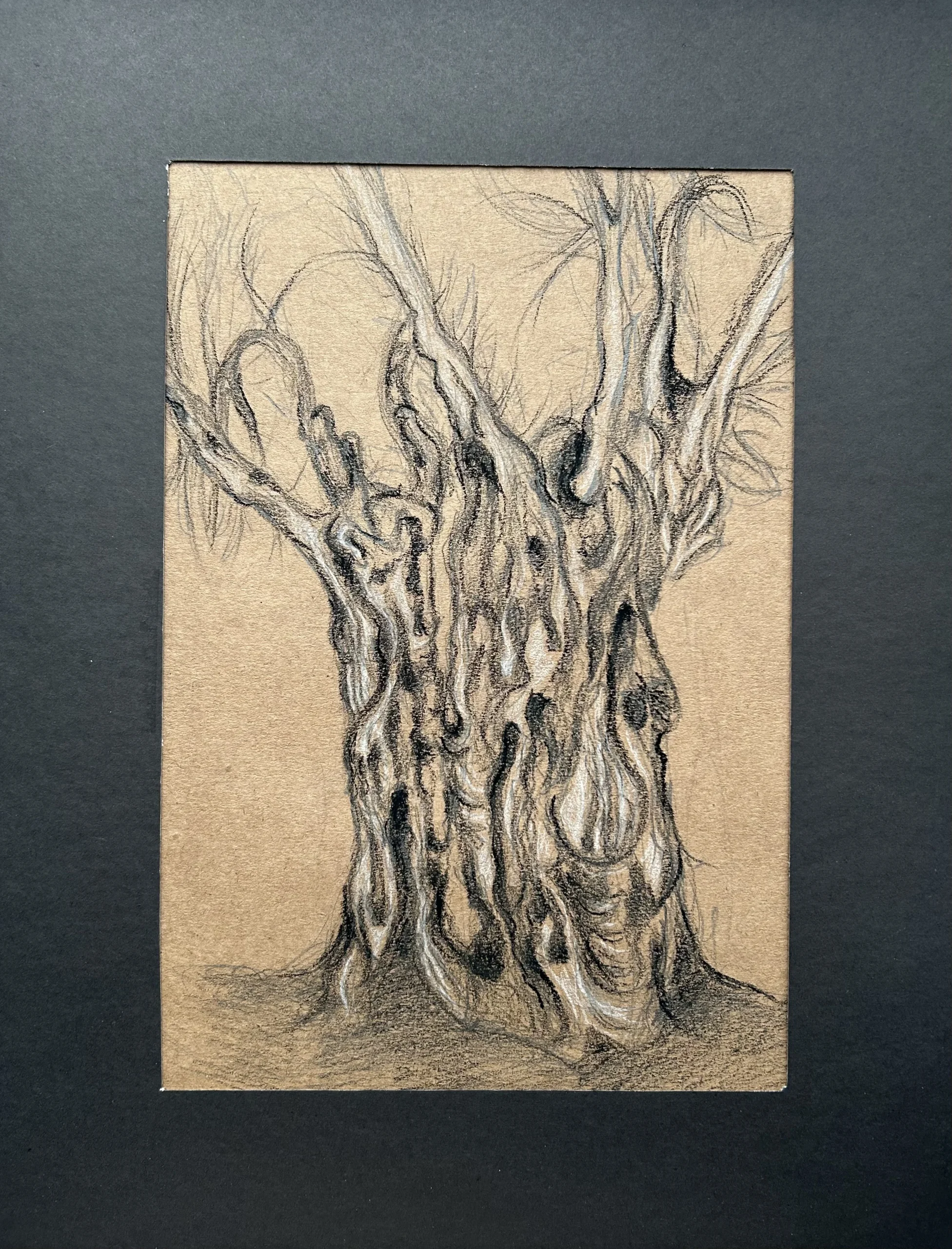 Ece Yücel zeytin ağacı karakalem füzen