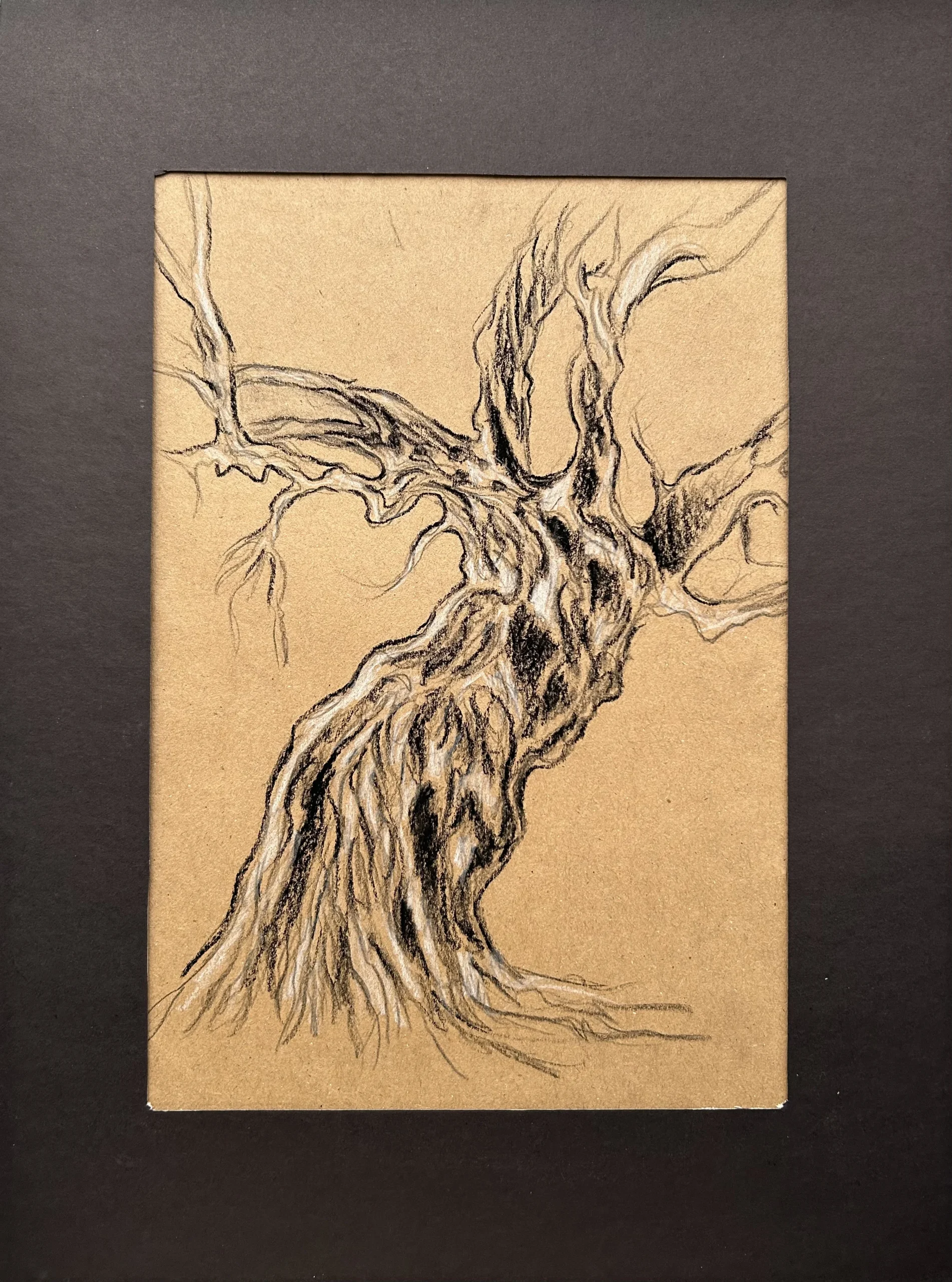 Ece Yücel zeytin ağacı karakalem füzen