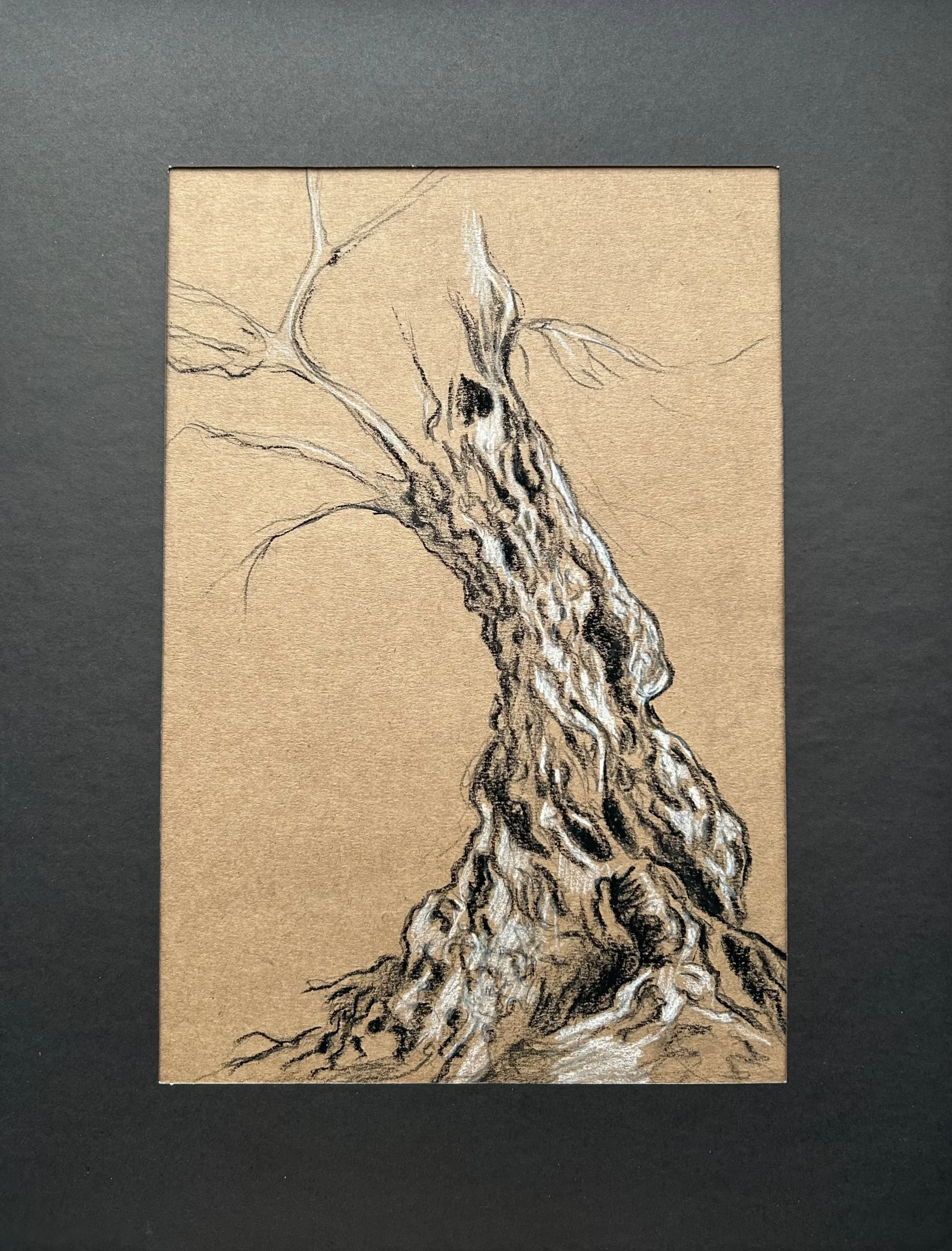 Ece Yücel zeytin ağacı karakalem füzen