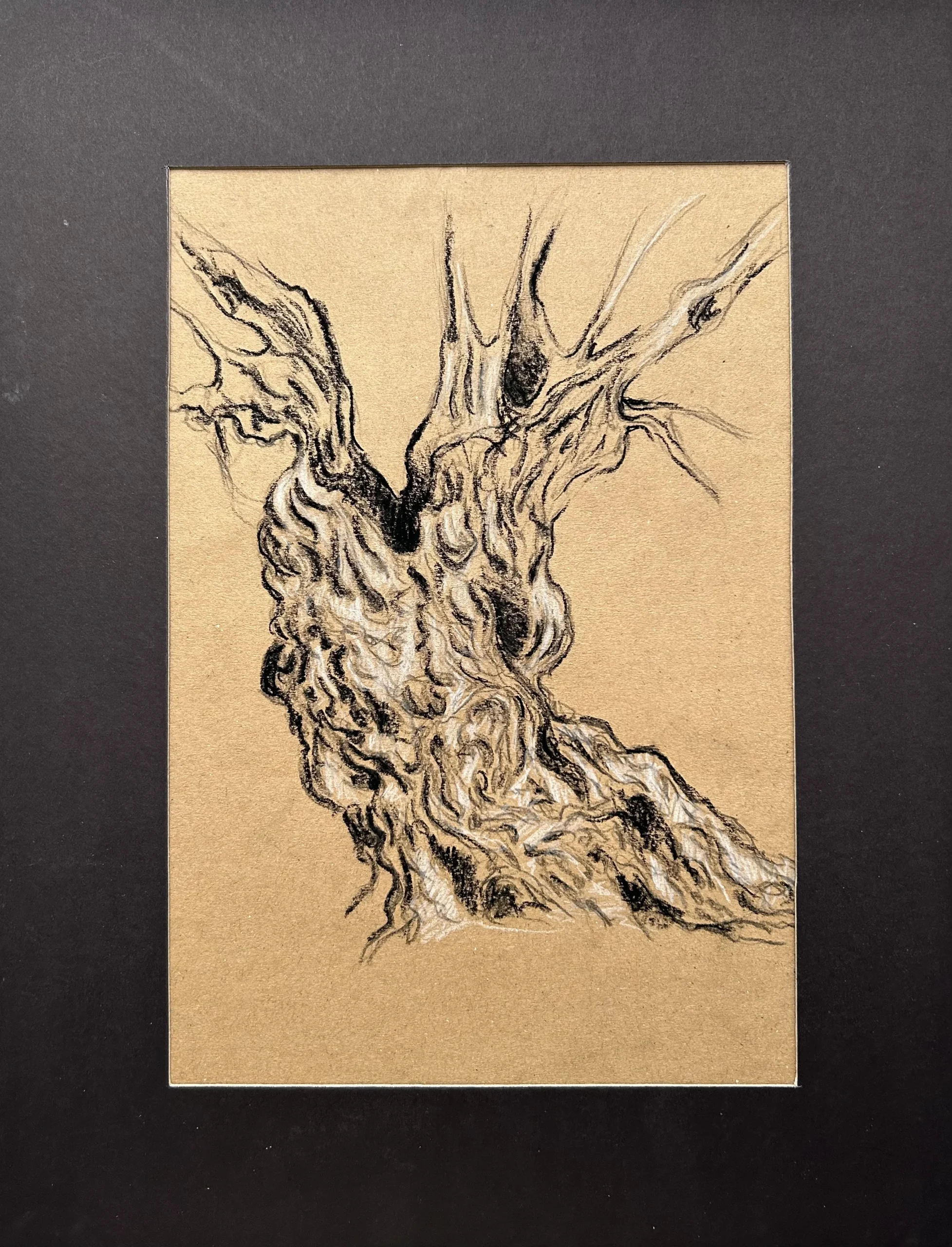 Ece Yücel zeytin ağacı karakalem füzen