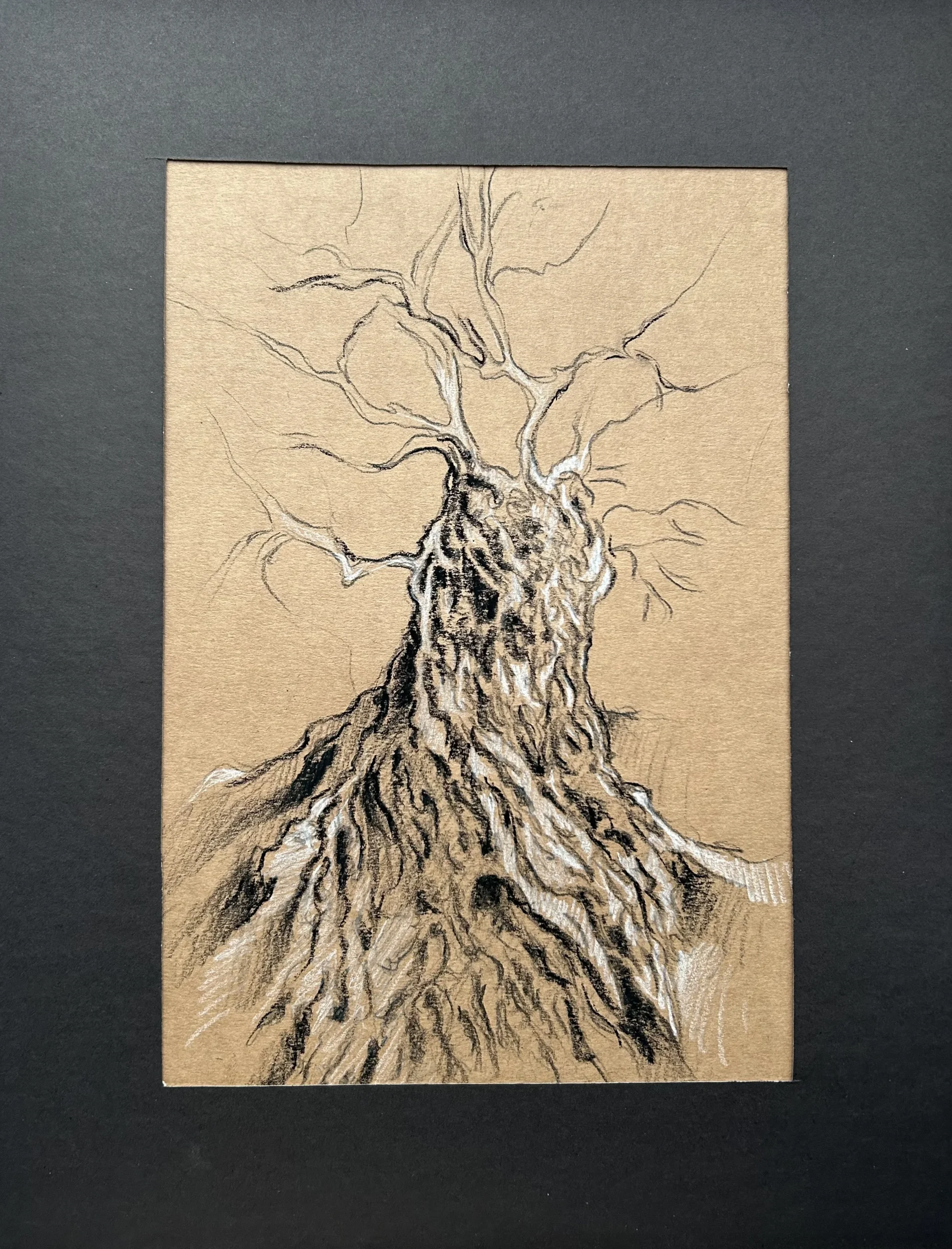 Ece Yücel zeytin ağacı karakalem füzen