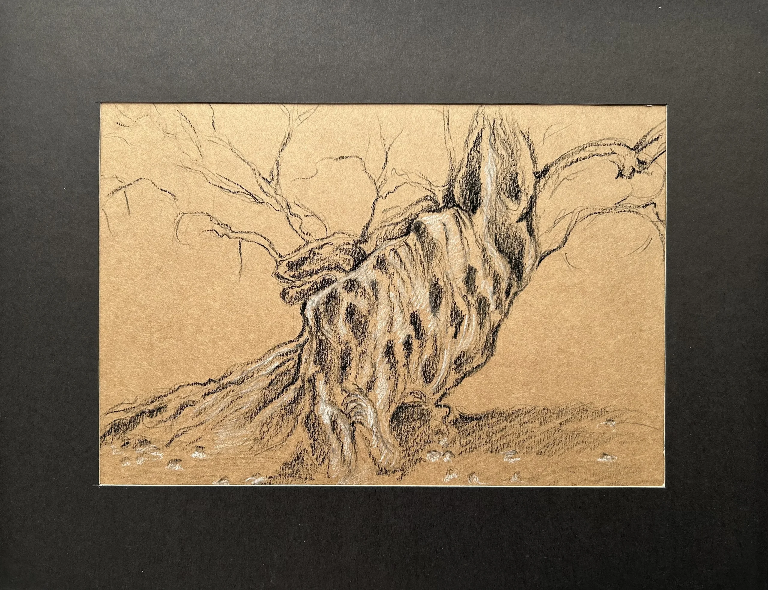 Ece Yücel zeytin ağacı karakalem füzen