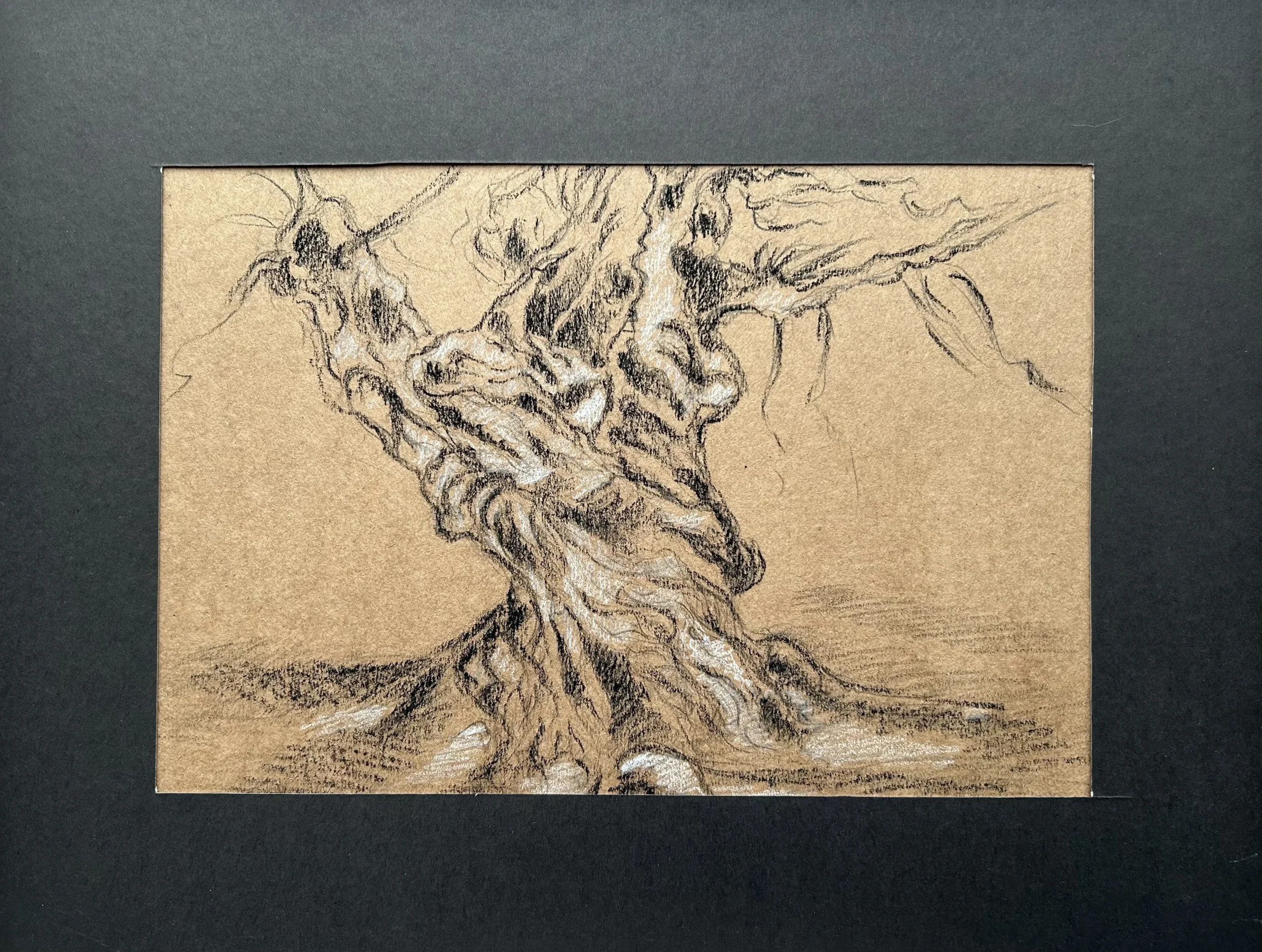 Ece Yücel zeytin ağacı karakalem füzen